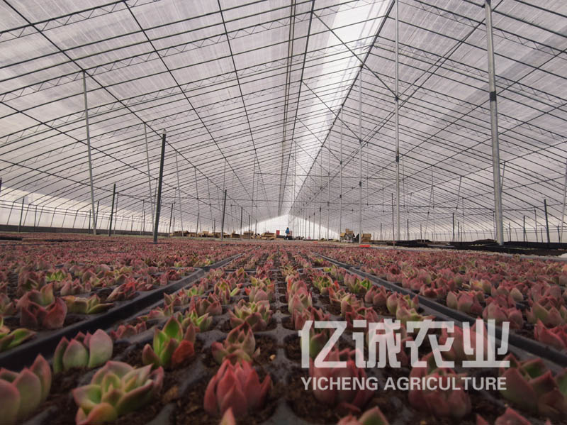 多肉種植陽(yáng)光板溫室大棚