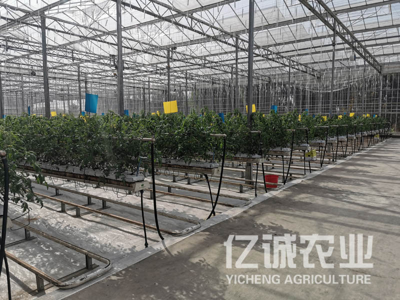 無土栽培溫室大棚 無土栽培溫室大棚