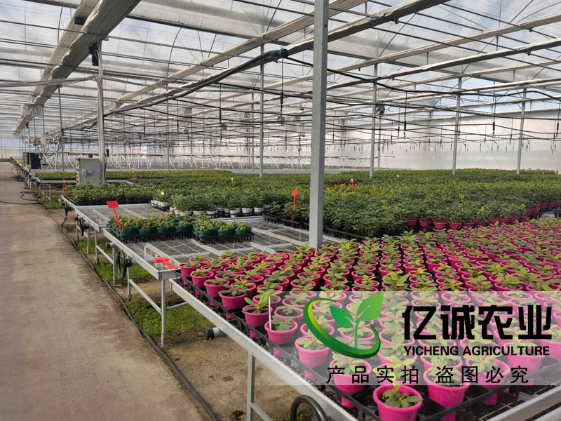 花卉種植大棚建設(shè)